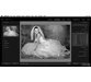 آموزش بهبود عکس های سیاه و سفید عروسی بوسیله Lightroom 3