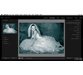 آموزش بهبود عکس های سیاه و سفید عروسی بوسیله Lightroom 5