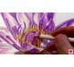 آموزش تکنیک های نقاشی گل و گیاهان با مداد رنگی 6